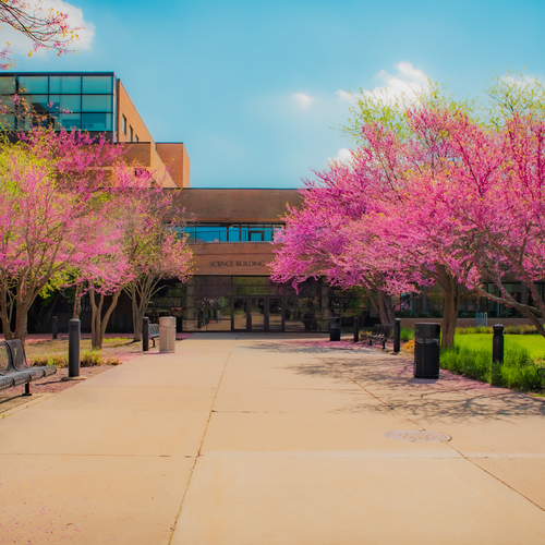 Picture of SVSU Trees During Spring